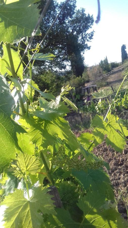 Cordella In Montalcino Wine Resort Exterior foto
